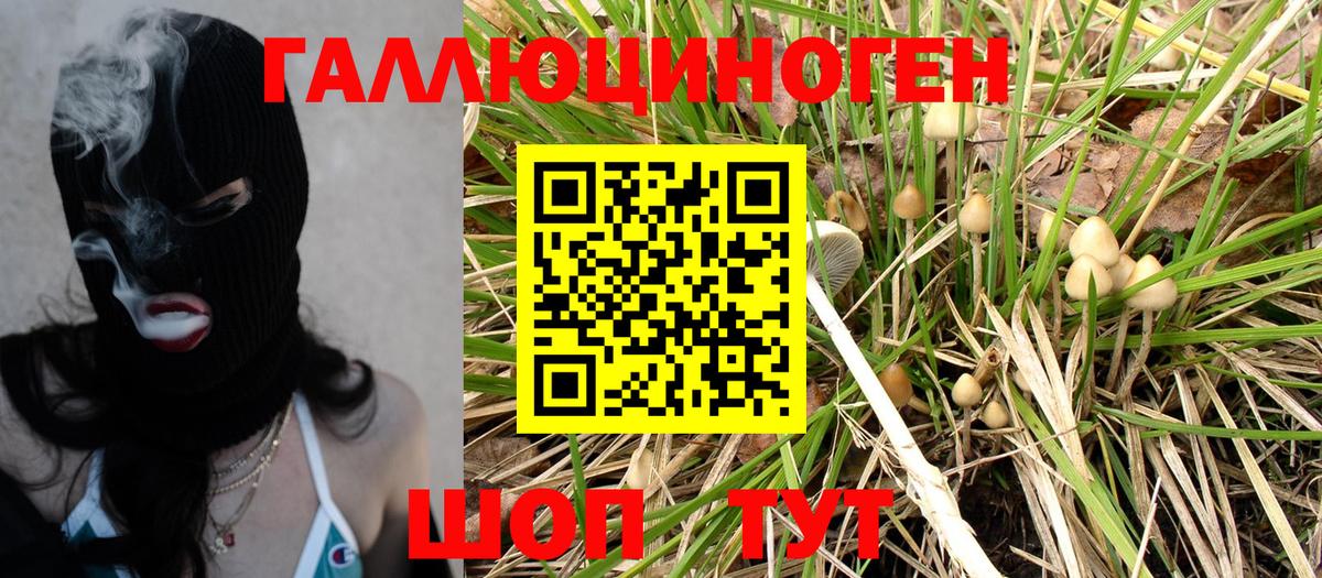 Псилоцибиновые грибы Psilocybe Тимашёвск